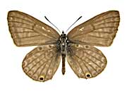 �v���x�C�A�A�t���J�S�}�V�W�~���\