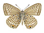 �v���x�C�A�A�t���J�S�}�V�W�~����