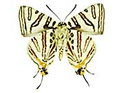 �i�^�����V�X�L�}�_���c�o������