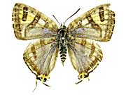 �i�^�����V�X�L�}�_���c�o�����\