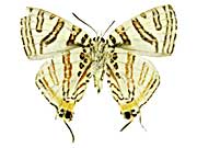 �i�^�����V�X�L�}�_���c�o������