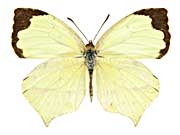 ���L�V�J�i�L�`���E���\