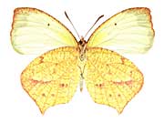 ���L�V�J�i�L�`���E����