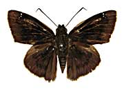 sp4�N���e���}�h�Z�Z�����\