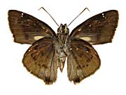 sp4�N���e���}�h�Z�Z������