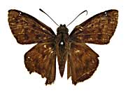 �G�s�J���X�N���e���}�h�Z�Z�����\