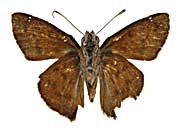 �G�s�J���X�N���e���}�h�Z�Z������