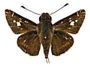 �j�N�e���E�X�E���X�W�`���o�l�Z�Z�����\