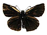 sp2�c���P�^�o�Z�Z�����\