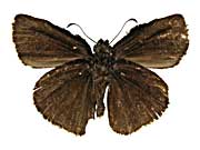 sp2�c���P�^�o�Z�Z������