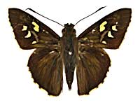 �A�f���L�����}�_���Z�Z�����\