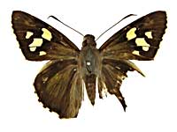 �A�f���L�����}�_���Z�Z�����\