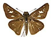 �V���E�B�R���z�\�`���o�l�Z�Z�����\