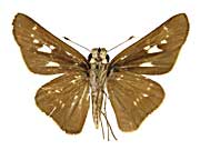 �V���E�B�R���z�\�`���o�l�Z�Z������