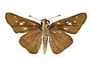 �w�P�{���X�z�\�`���o�l�Z�Z������