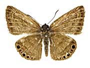 �T�e�B���X�W���m���Z�Z�����\