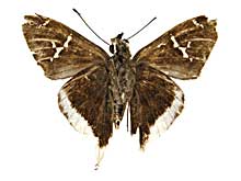 �h���b�X�X�I�i�K�Z�Z������