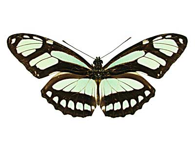 ディドアサギドクチョウ♂表