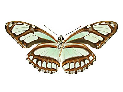 ディドアサギドクチョウ♂裏