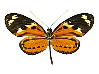 エティッラドクチョウ♀表