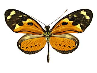 エティッラドクチョウ♂表