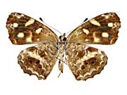 �J�g�D���z�\�X�W�~�i�~�q���E�������h�L����