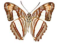 sp4イチモンジタテハ♂裏