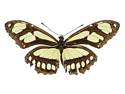 ディドアサギドクチョウ♀表