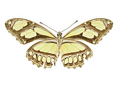 ディドアサギドクチョウ♀裏