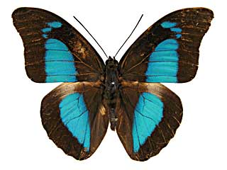 �y���_�}�X�����I�r�^�e�n���\