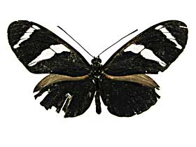 �A���e�B�I�N�X�h�N�`���E���\