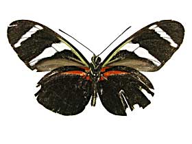 �A���e�B�I�N�X�h�N�`���E����