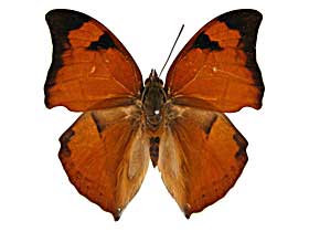 �C�e�B�X�}�h�R�m�n���\