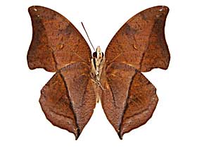 �C�e�B�X�}�h�R�m�n����