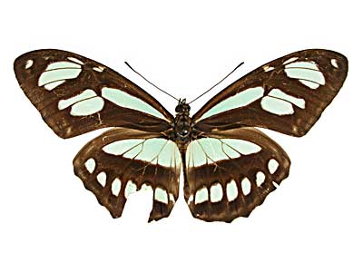 ディドアサギドクチョウ♂表