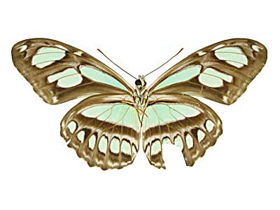 ディドアサギドクチョウ♂裏