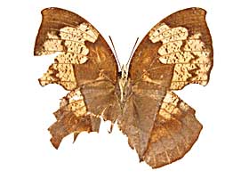 �C�e�B�X�}�h�R�m�n����