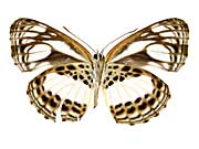 ���e�b���~�~�X�W����