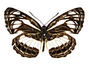 ���e�b���~�~�X�W���\