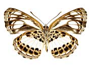 ���e�b���~�~�X�W����