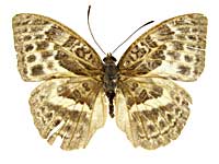 テンティリスチャボカシタテハ♀表