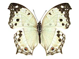 アナカルディイシンジュタテハ♀表