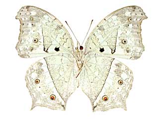 アナカルディイシンジュタテハ♀裏