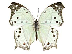 アナカルディイシンジュタテハ♂表