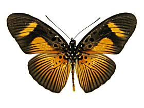 �G�E���g�D�X�z�\�`���E���h�L���\