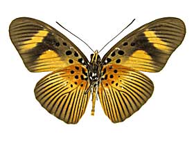 �G�E���g�D�X�z�\�`���E���h�L����