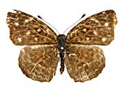 sp2ホソモンヒョウモンモドキ♀表