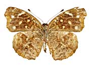 sp2ホソモンヒョウモンモドキ♀裏