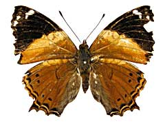 �S�h�}�j�C�c�}�O���I�i�K�^�e�n���\