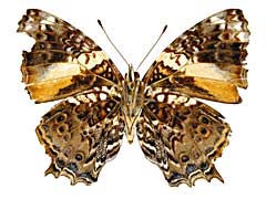 �S�h�}�j�C�c�}�O���I�i�K�^�e�n����